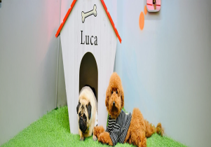 Luca Land